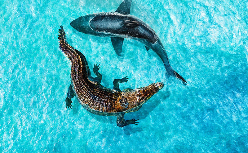 Jaws vs. Mega Croc
