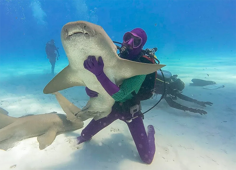 Sharks and humans